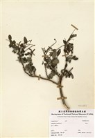 藏品(木藍)的圖片